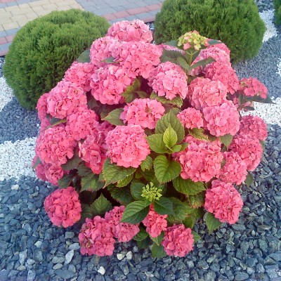 Hortensja macrophylla Masja